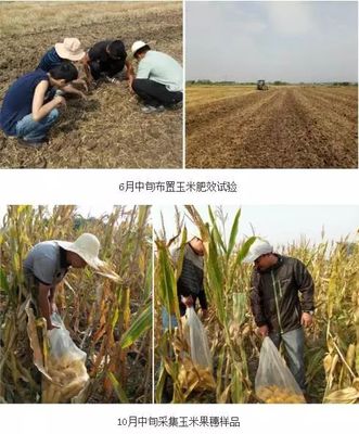 化肥“一炮轰” 玉米抽穗长 生物有机肥料研发